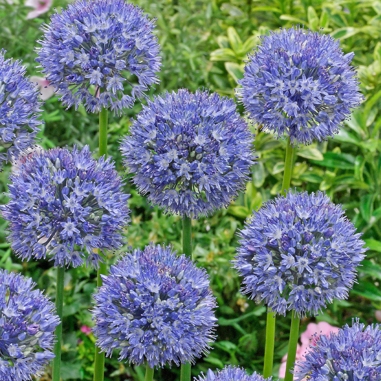 Allium Azureum 4/5cm