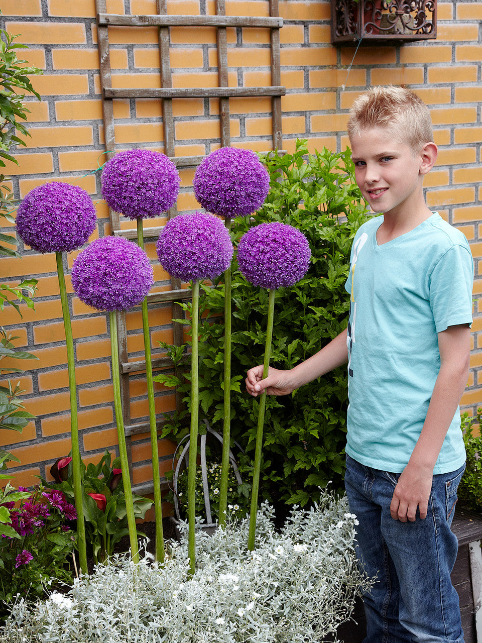 Allium Giganteum 18cm+