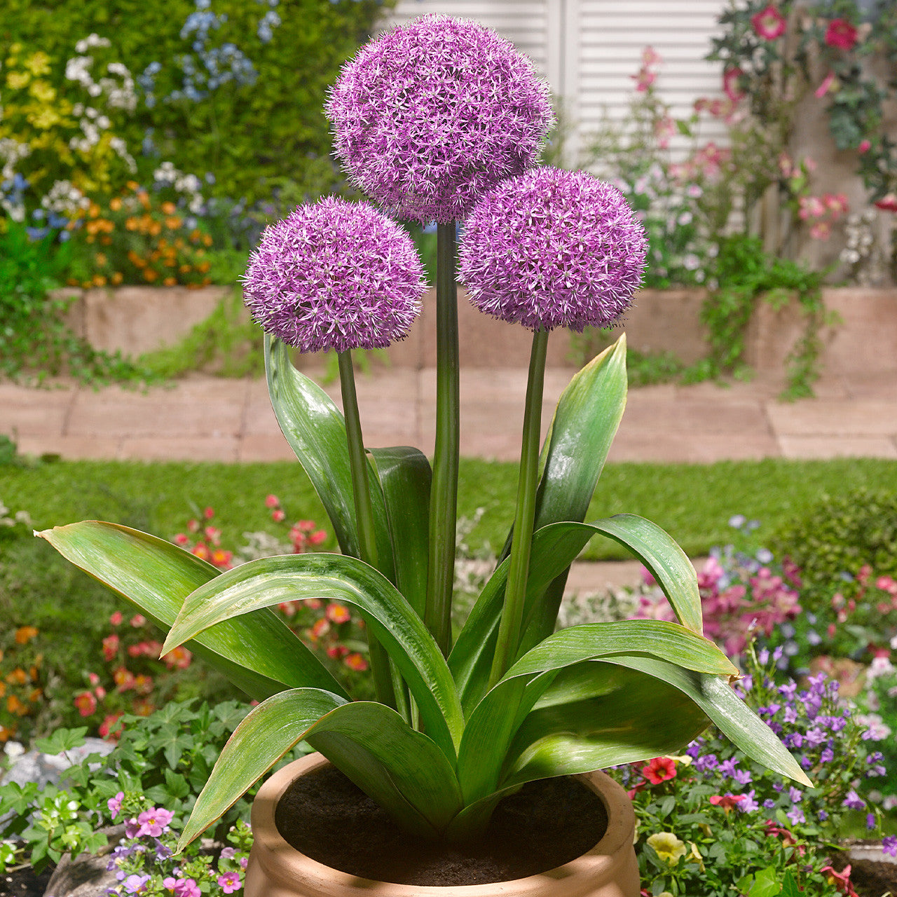 Allium Party Balloons