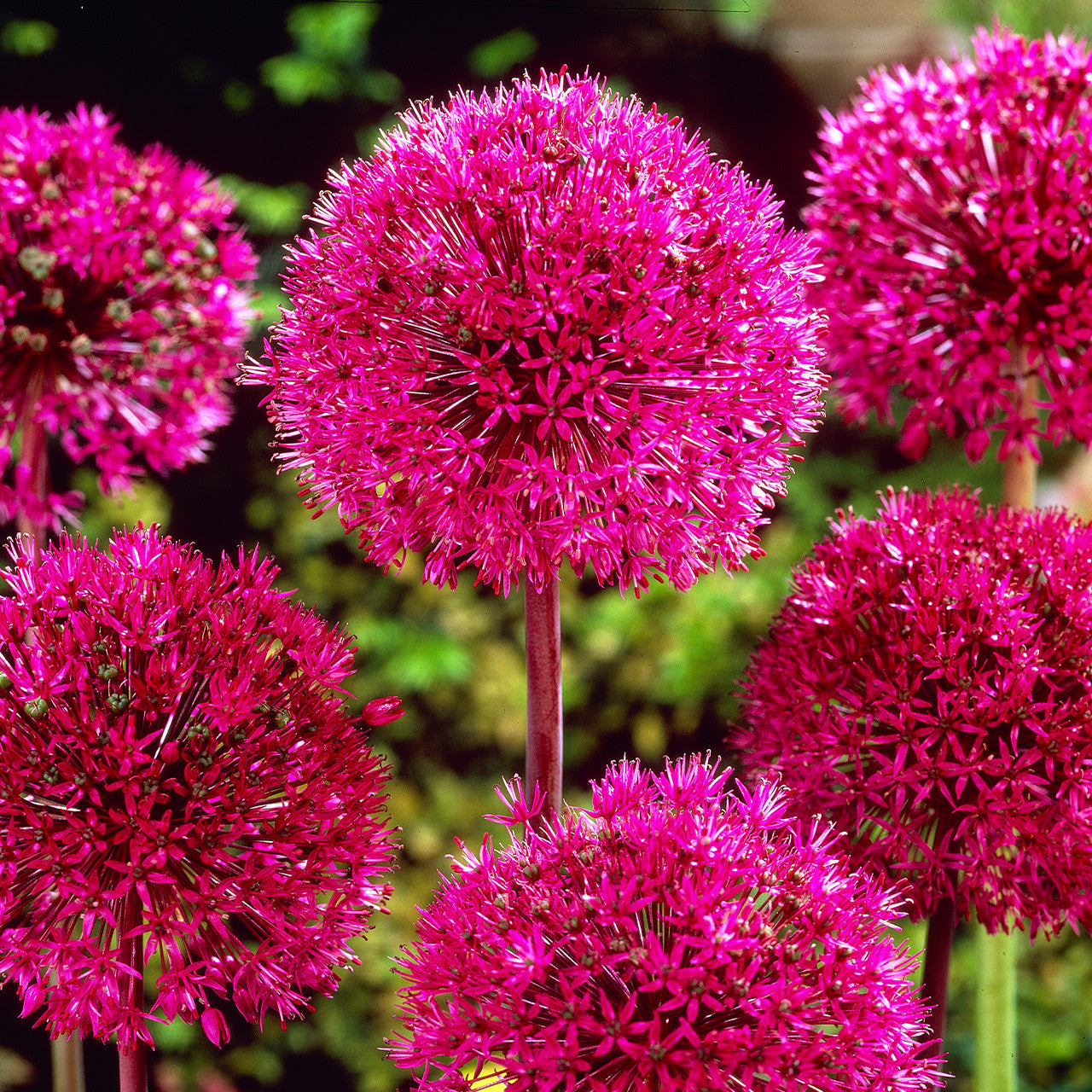 Allium Stipitatum 18cm+
