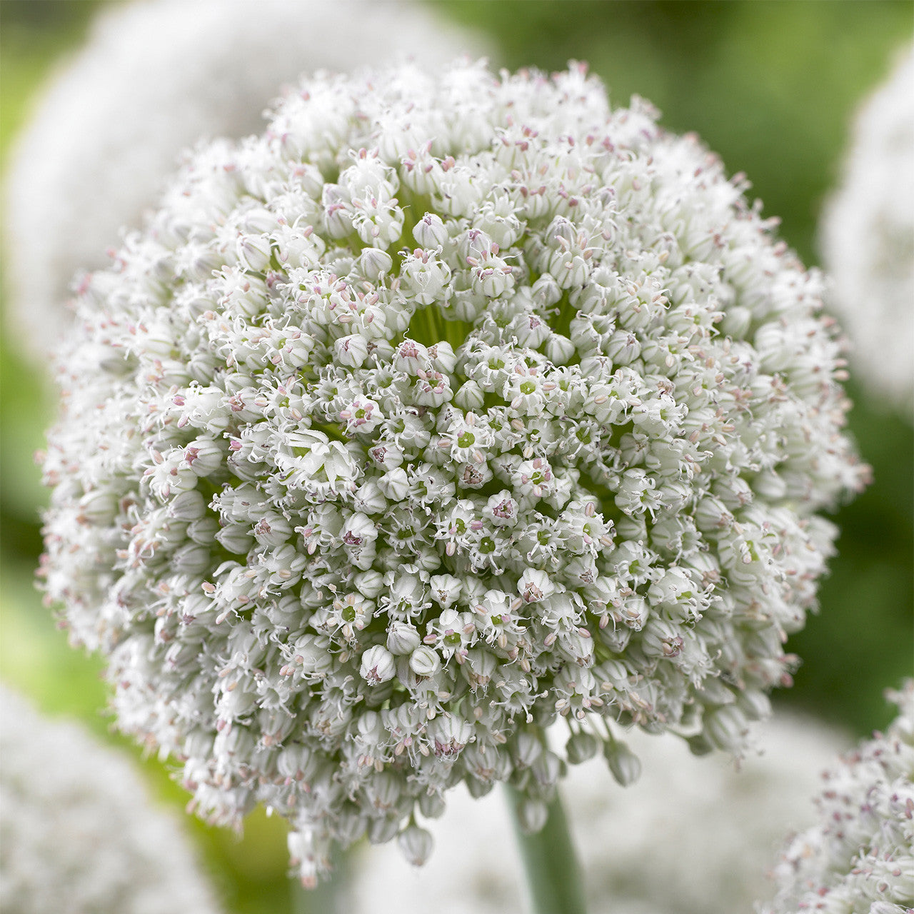 Allium White Cloud