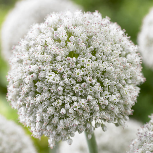 Allium White Cloud