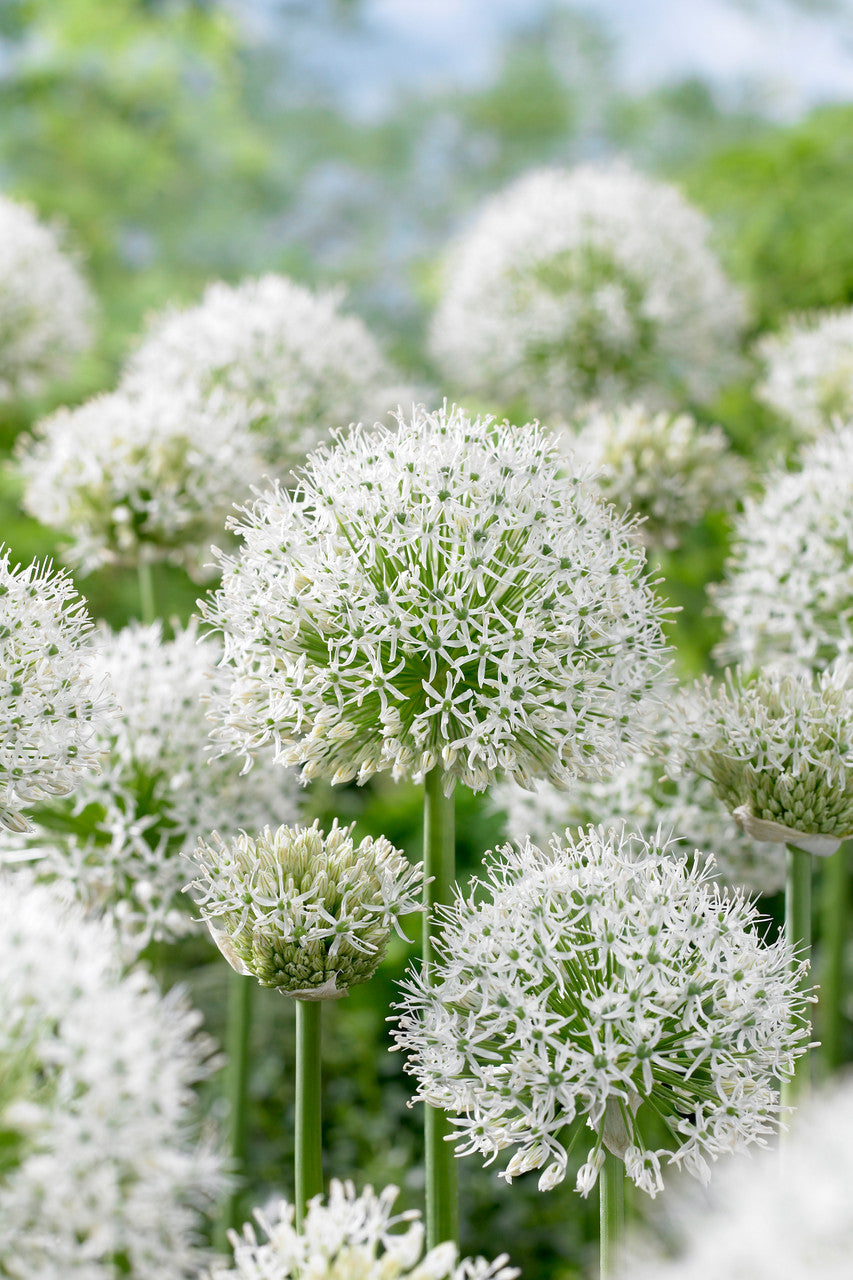 Allium White Giant 20cm+