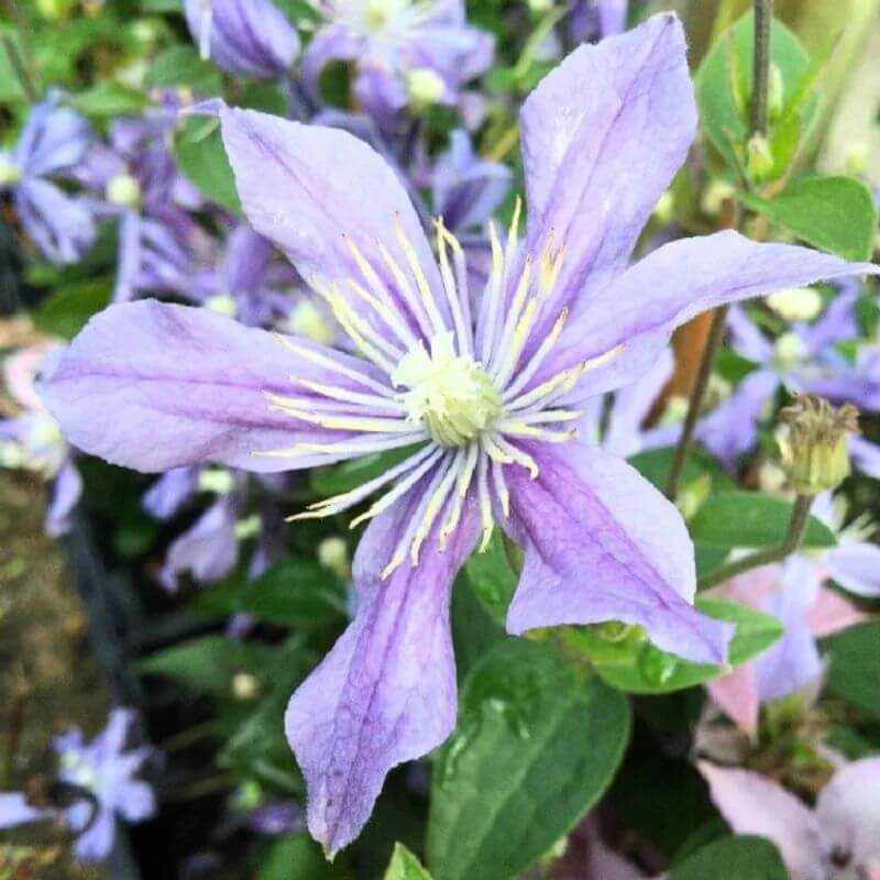Clematis 'Arabella' | 2 Ltr