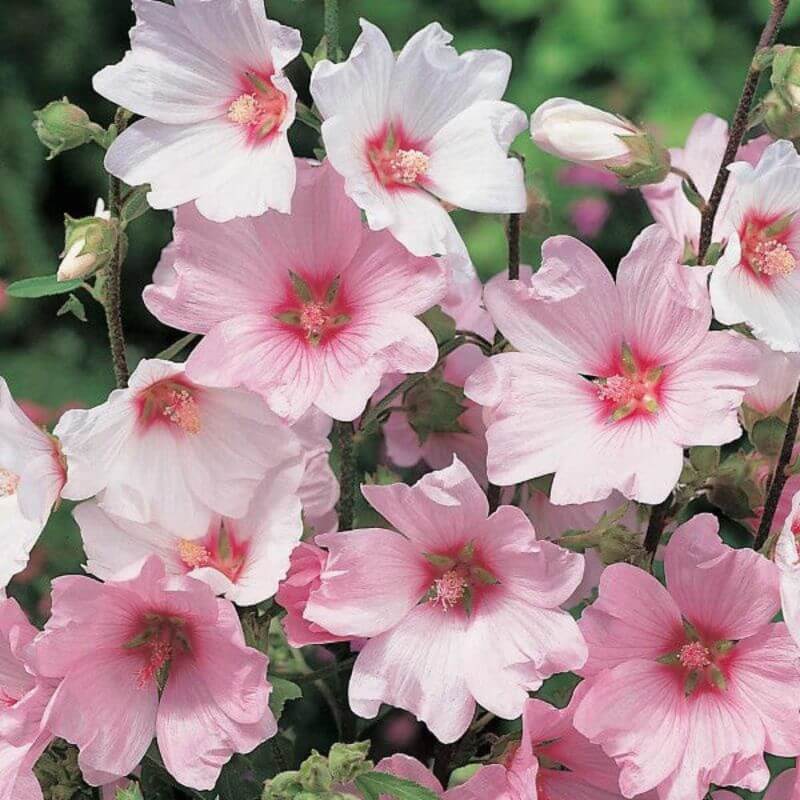Lavatera 'Barnsley' | 2 Ltr