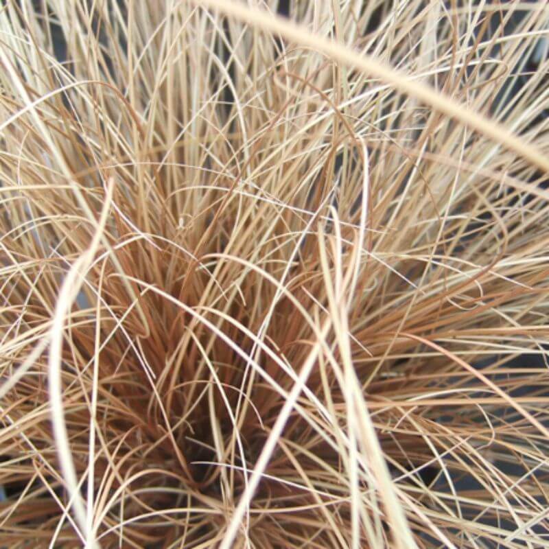 Ornamental Grasses – Carex 'Bronze Form' | 2 Ltr