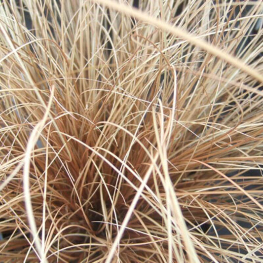 Ornamental Grasses – Carex 'Bronze Form' | 2 Ltr