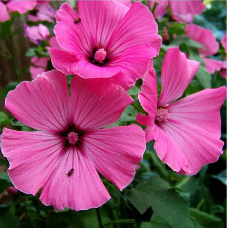 Lavatera 'Burgundy Wine' | 2 Ltr