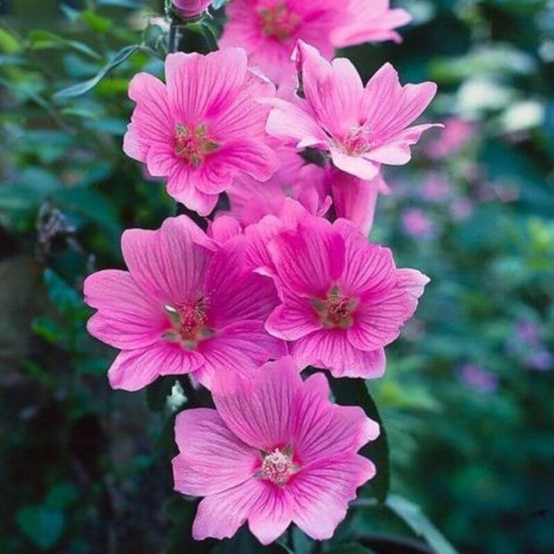 Lavatera 'Candy Floss' | 2 Ltr