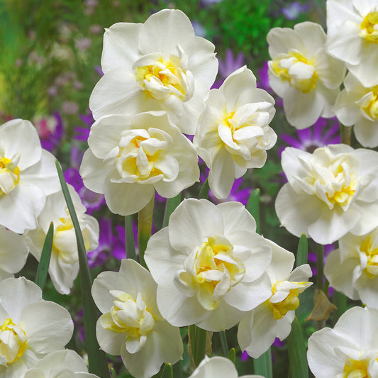 Narcissus Cheerfulness 25kg