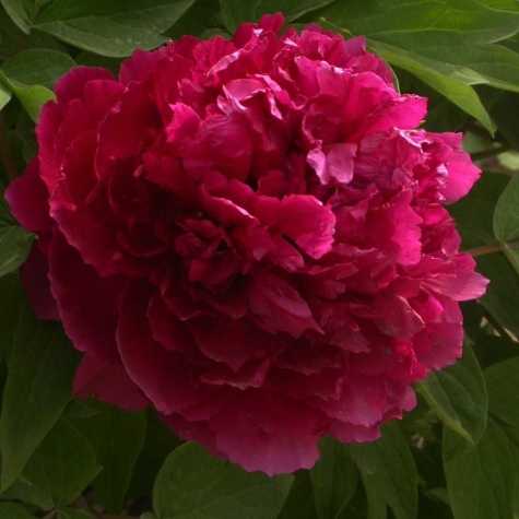 Deep Purple-Red Tree Peony | Bareroot