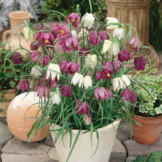 Fritillaria Meleagris Mixed 5/6cm