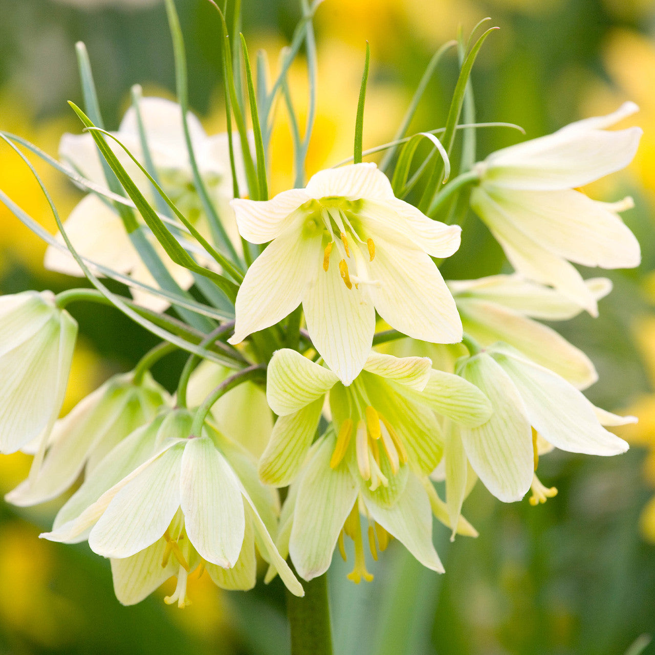Fritillaria raddeana 16cm+