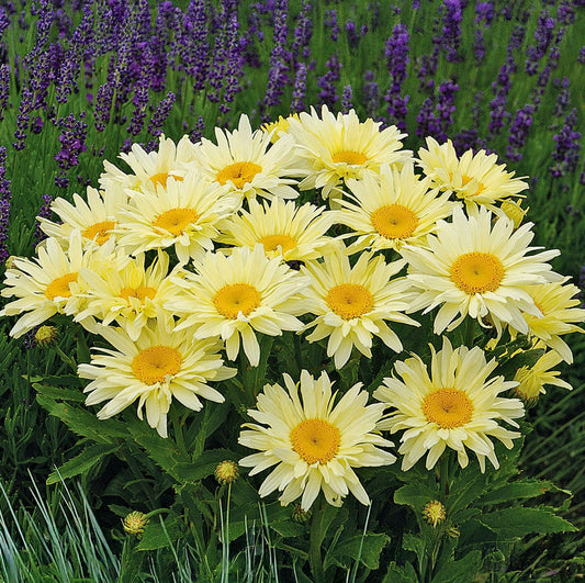 Leucanthemum Banana Cream |
1 Litre Garden Ready Plant
