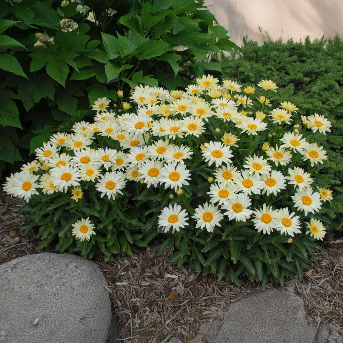 Leucanthemum Banana Cream |
1 Litre Garden Ready Plant