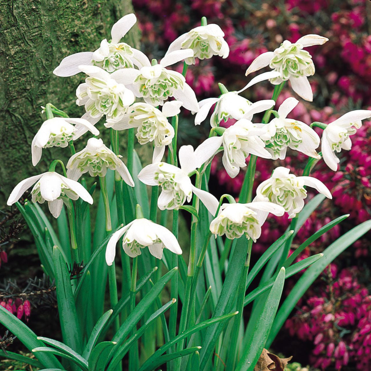 Galanthus Double 4-5cm
