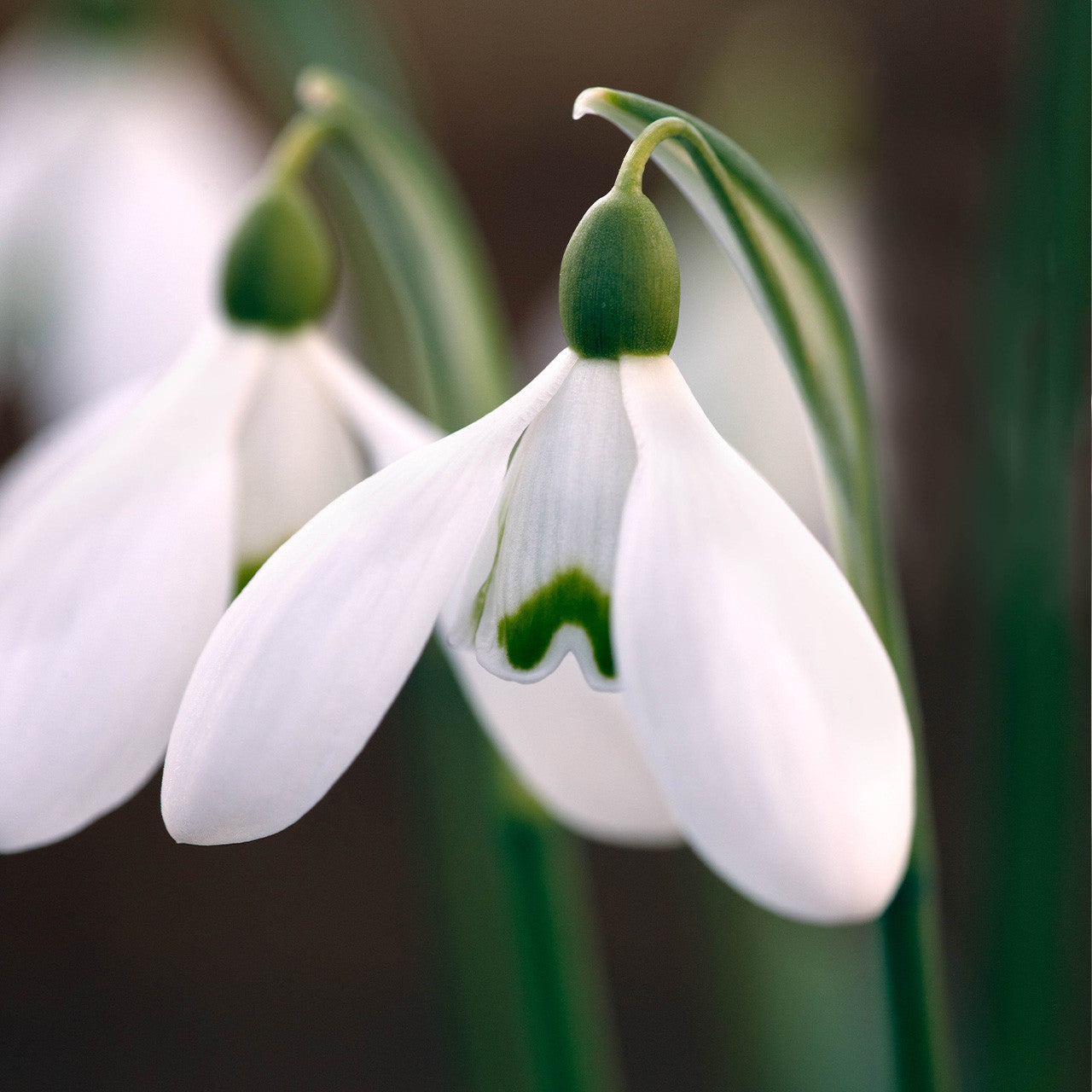 Galanthus 'S. Arnott'