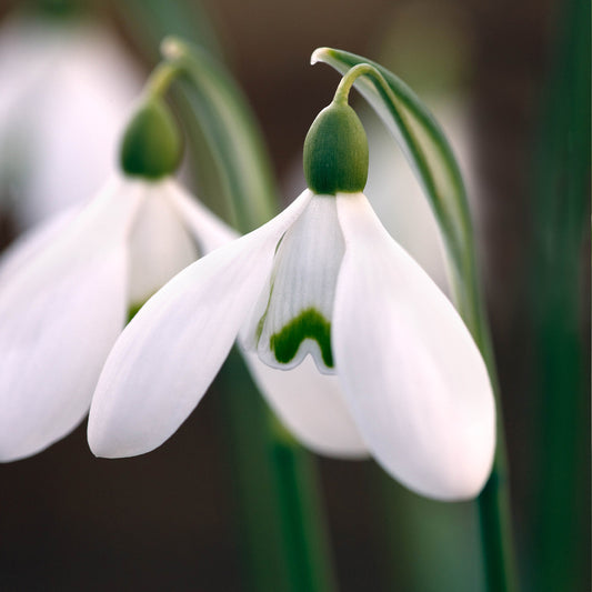 Galanthus 'S. Arnott'