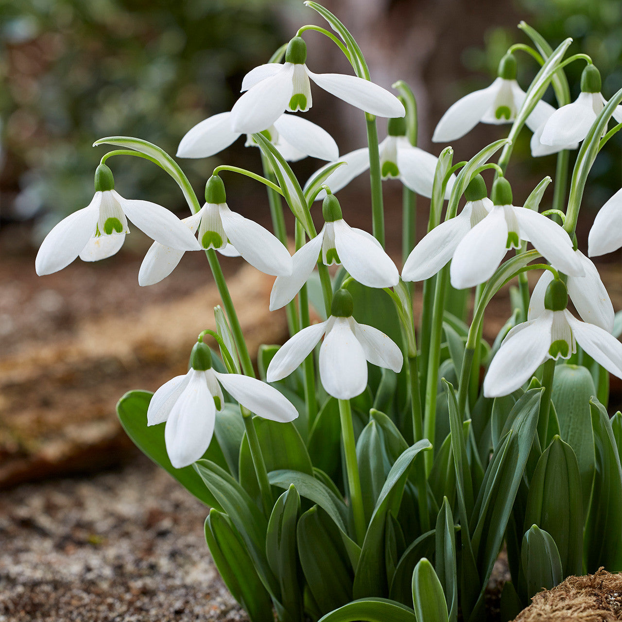 Galanthus elwesii 'Mount Everest'