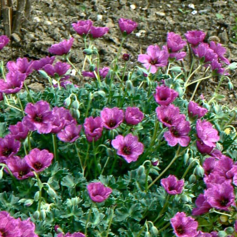 Geranium 'Giuseppii®' | 2 Ltr