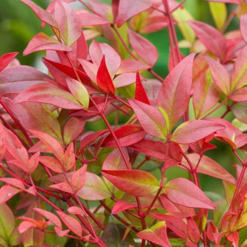 Nandina domestica 'GulfStream' | 3 Ltr