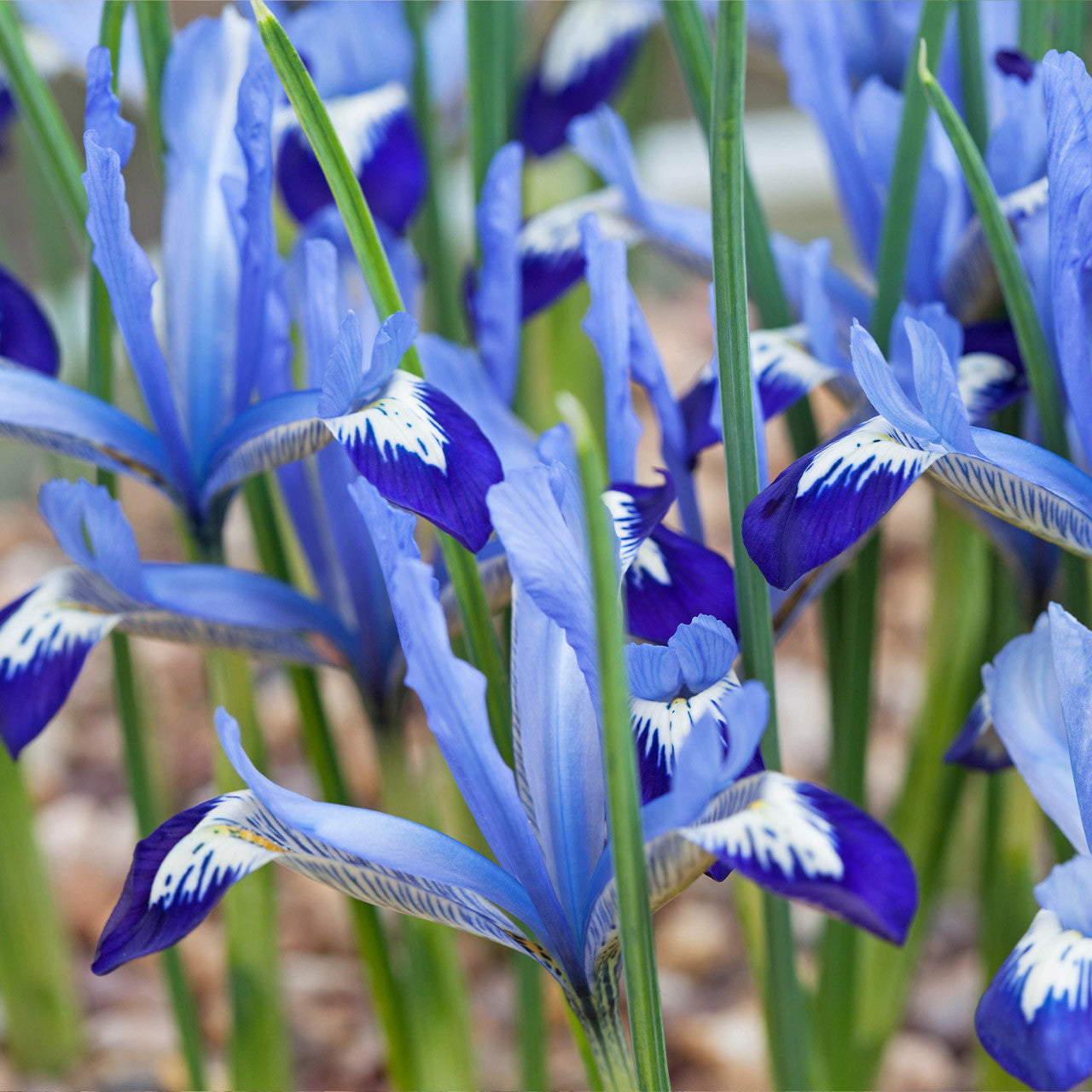 Iris Reticulata Clairette 5cm+