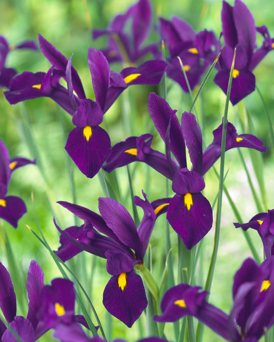 Iris Dutch Purple Sensation 8/9cm