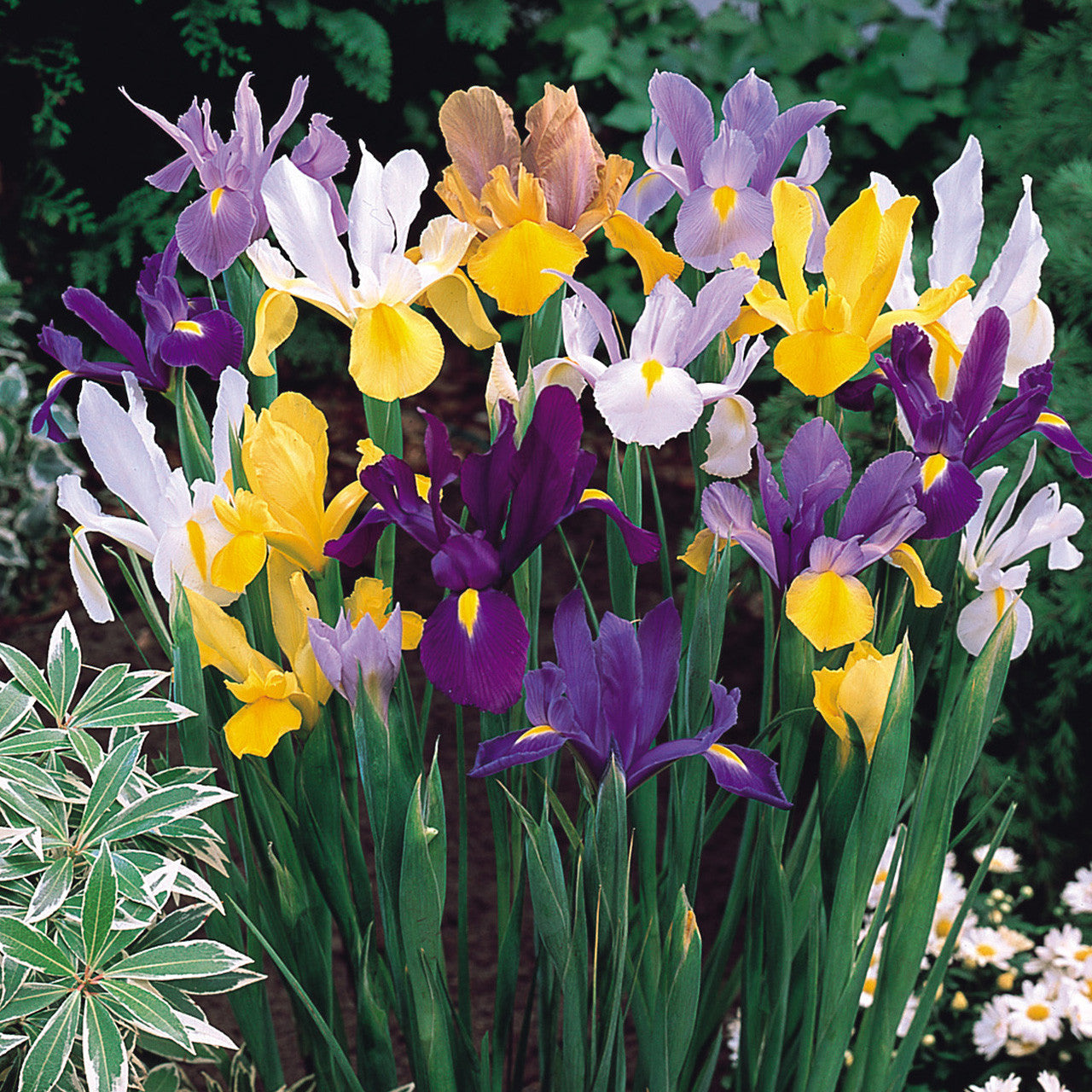 Iris Hollandia Mixed 8cm+
