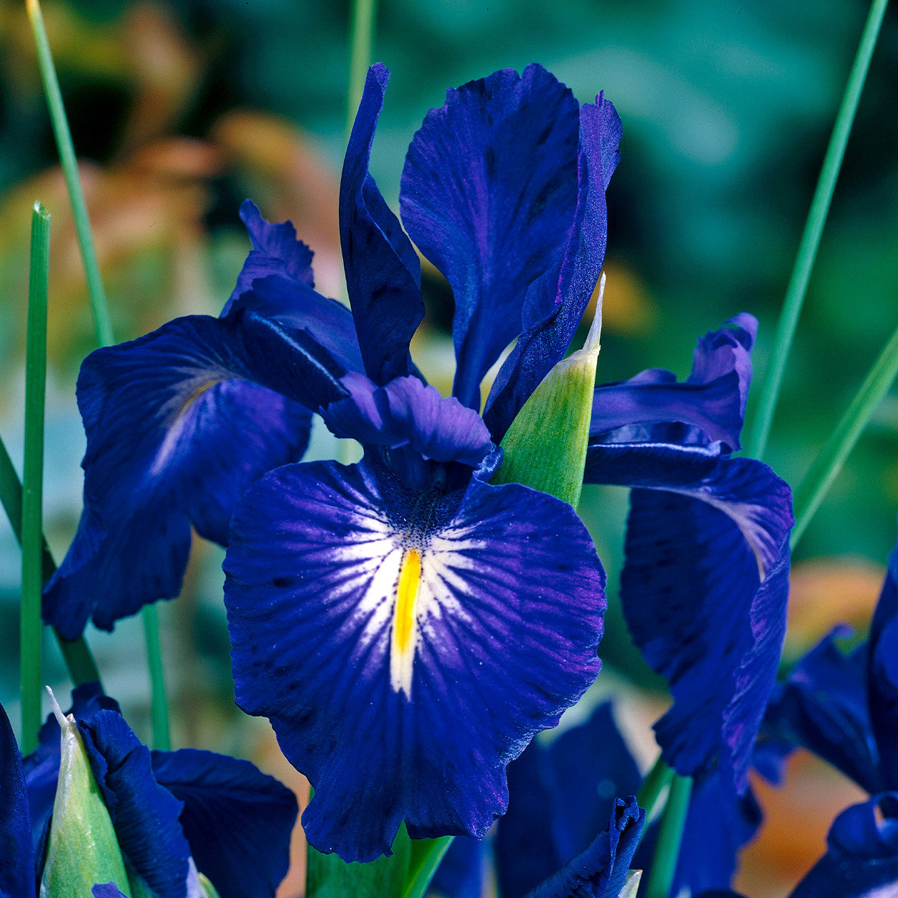 Iris King of the Blues