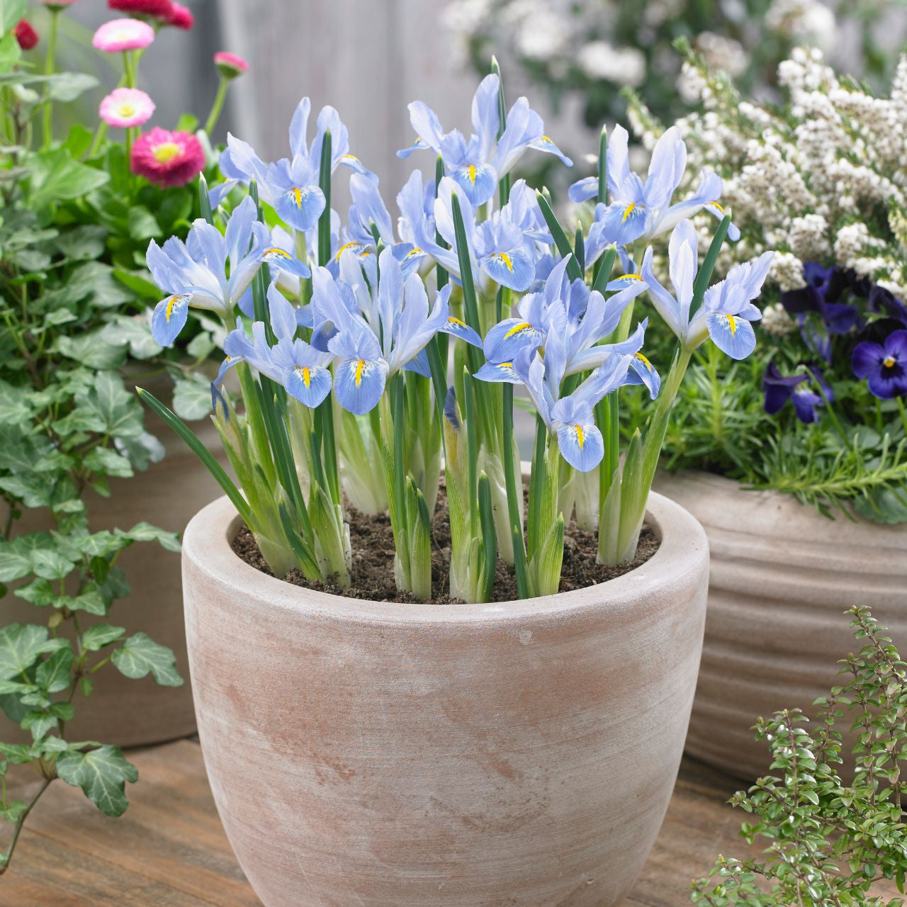 Iris reticulata 'Blue Planet'