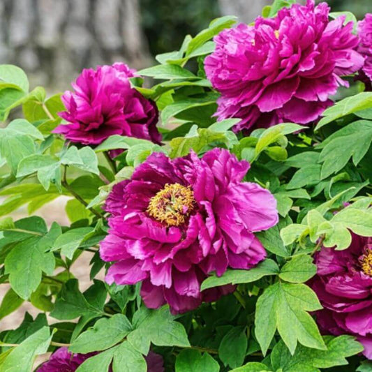 Close-up of vibrant purple flowers with green leaves