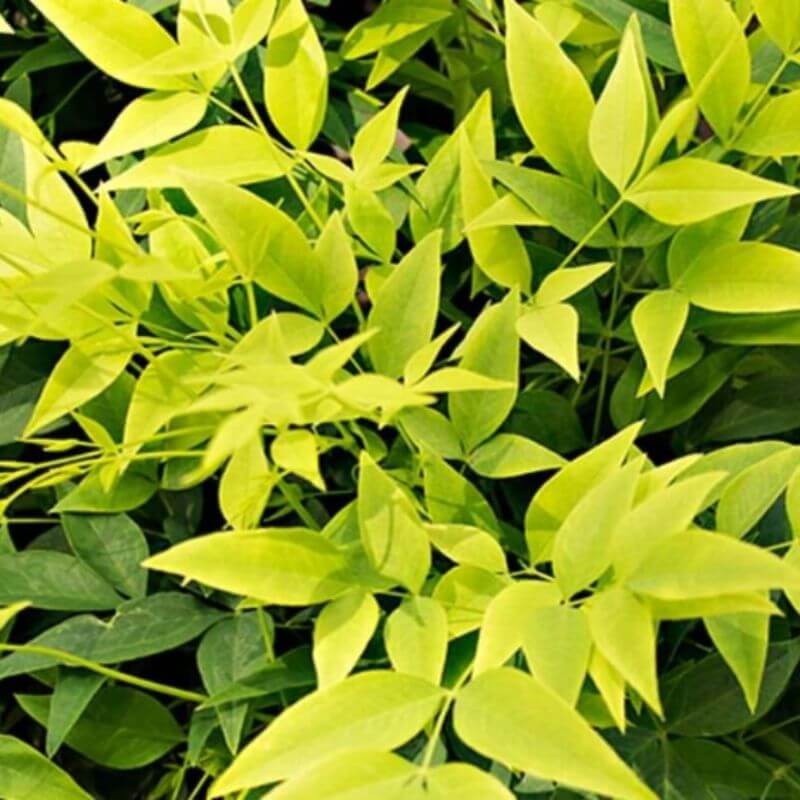 Nandina domestica 'Lemon Lime' | 2 Ltr