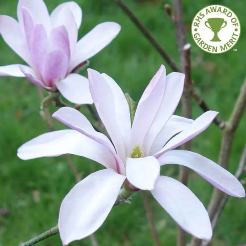 Magnolia loebneri 'Leonard Messel' | 3 Ltr