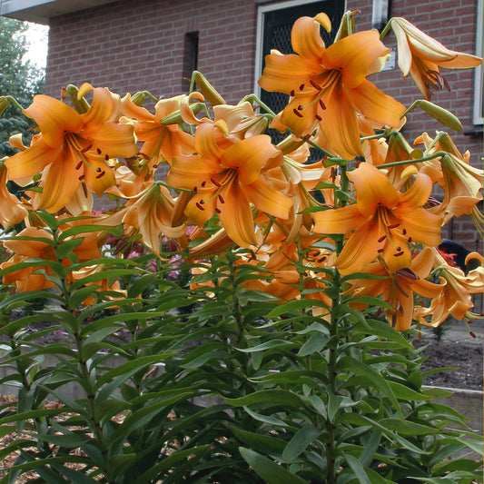 Lilium Orange Space