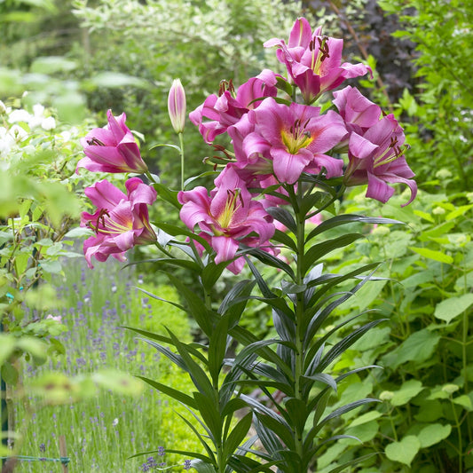 Lilium Purple Lady
