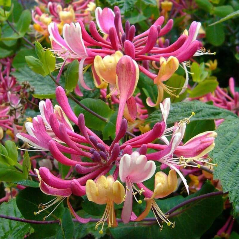 Lonicera periclymenum | 2 Ltr