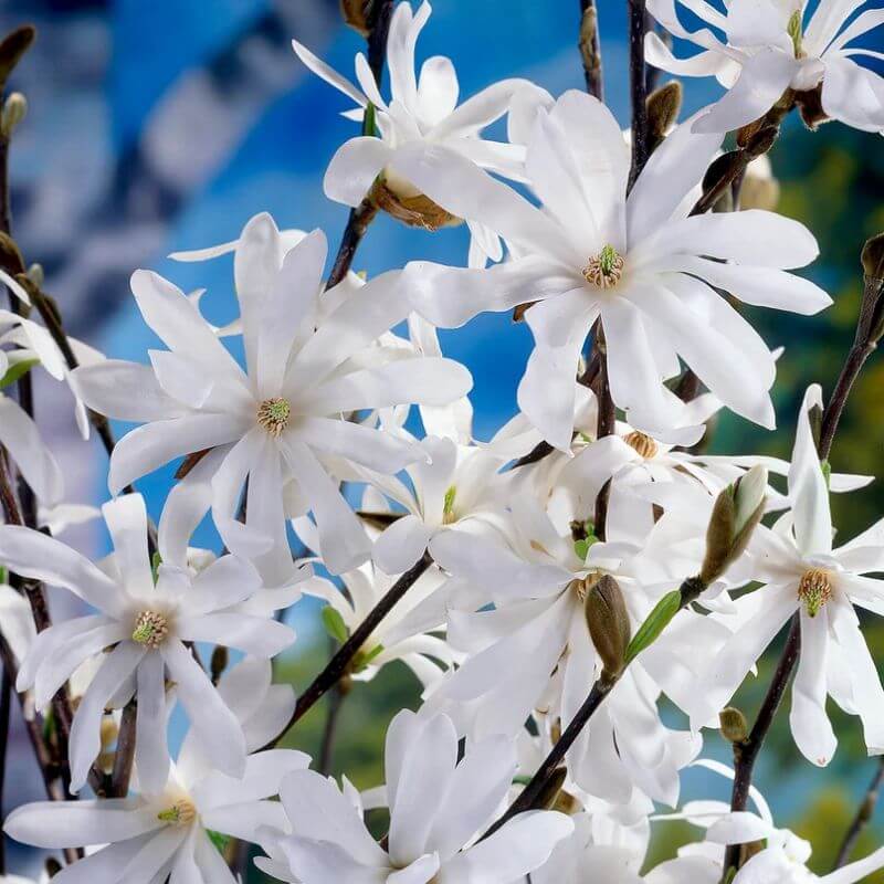 Magnolia stellata | 3 Ltr