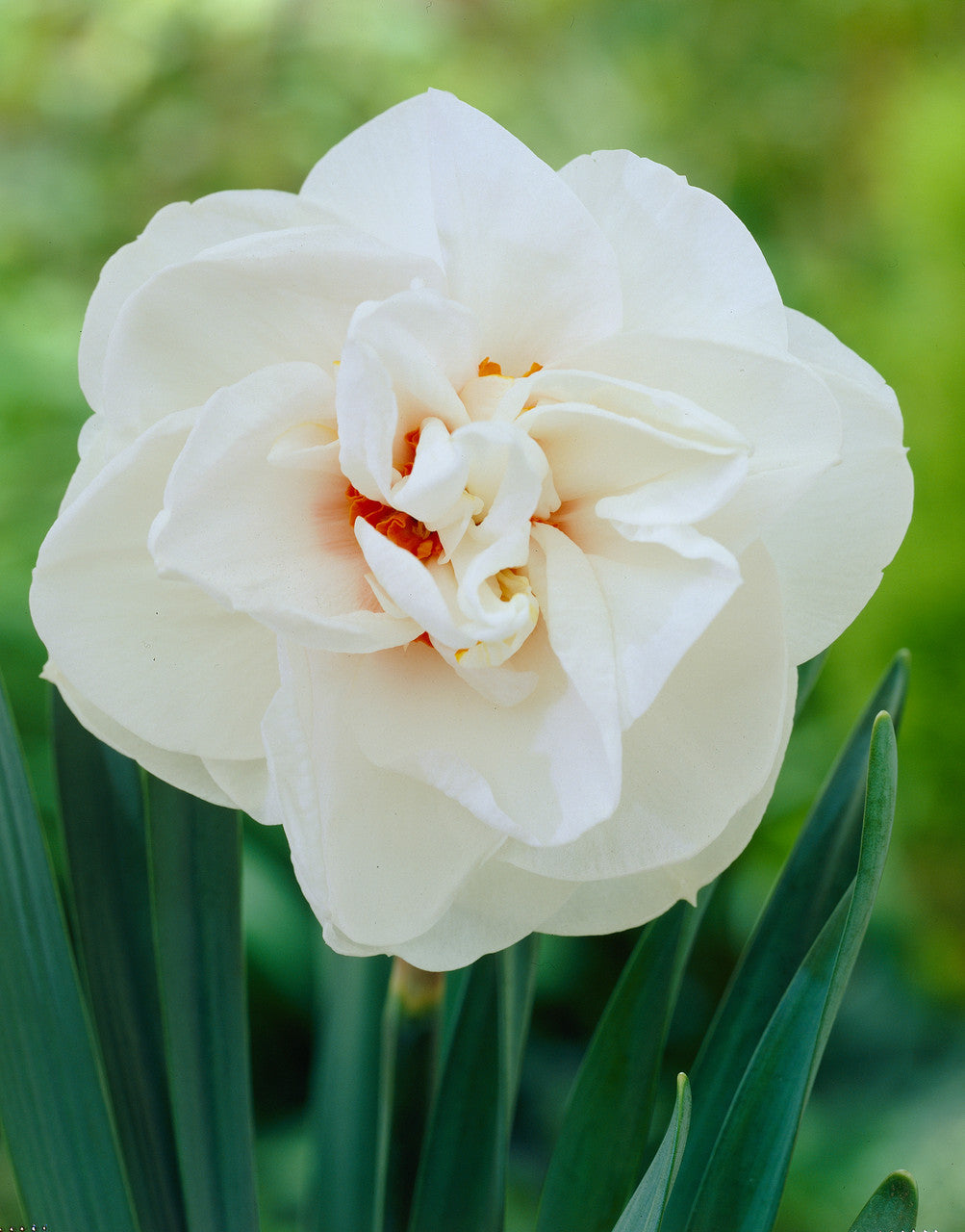 Narcissus Acropolis 12-14cm