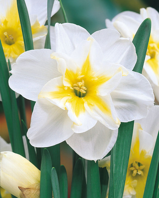 Narcissus Lemon Beauty 12-14cm