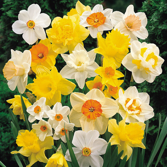 Daffodil & Narcissus Mix 25kg