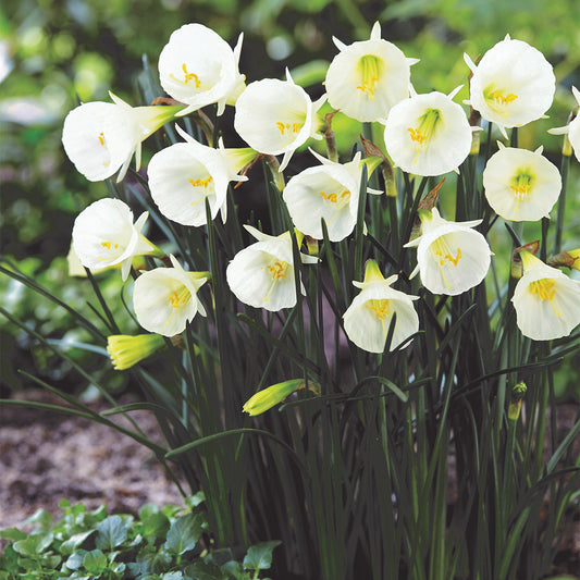 Narcissi bulbocodium Arctic Bells 7cm+