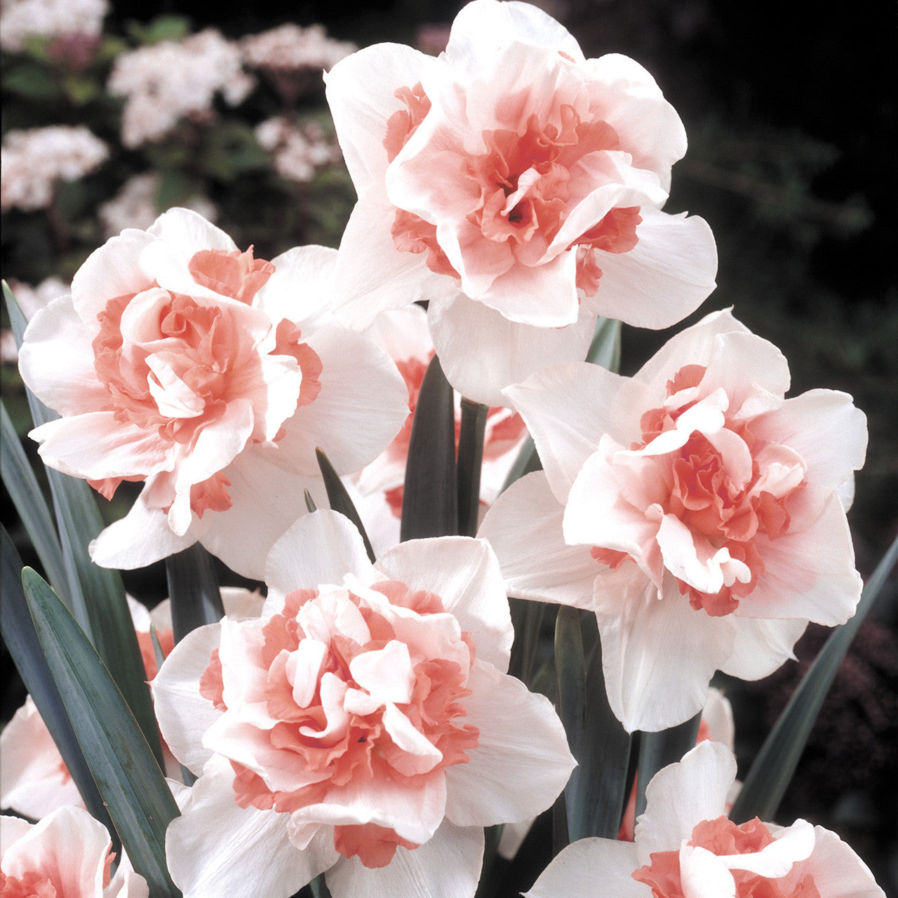 Narcissus Replete 12-14cm