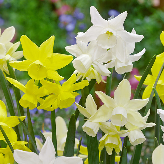 Narcissus Sensation Mix