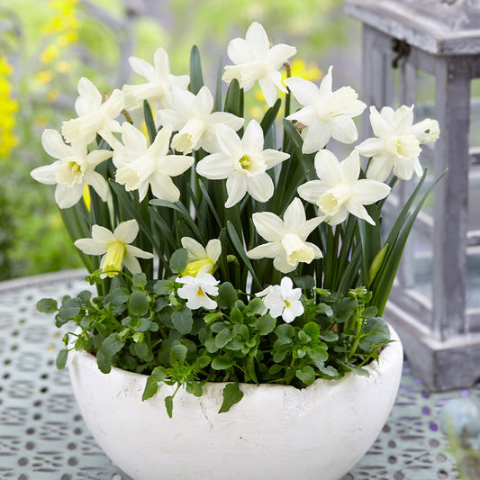 Narcissus Snow Baby 8cm+