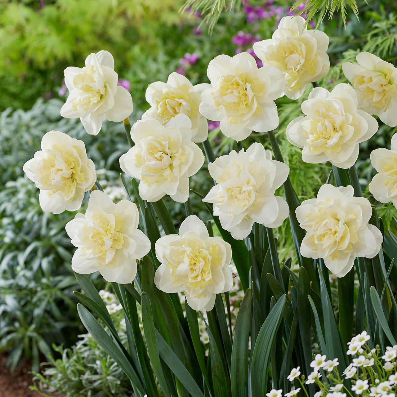 Narcissus White Lion 12-14cm