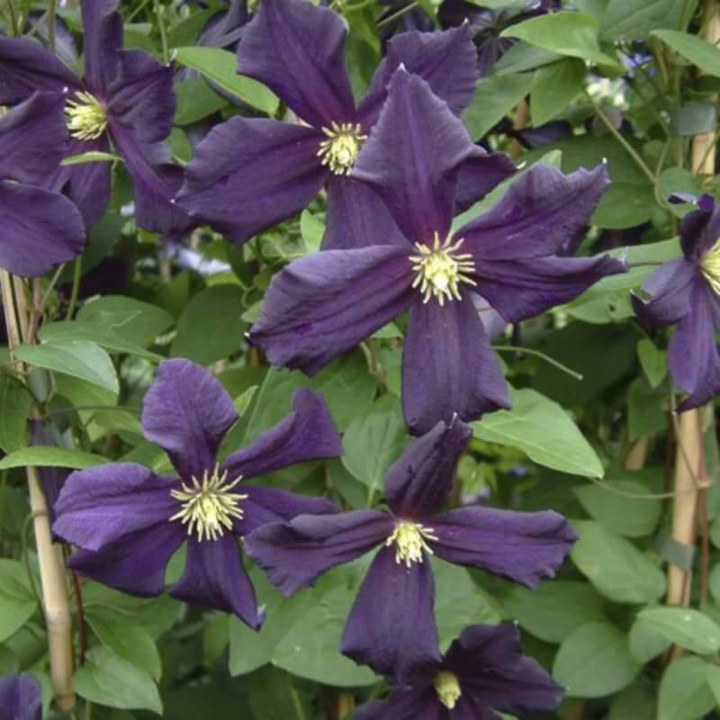 Clematis 'Romantika' | 2 Ltr