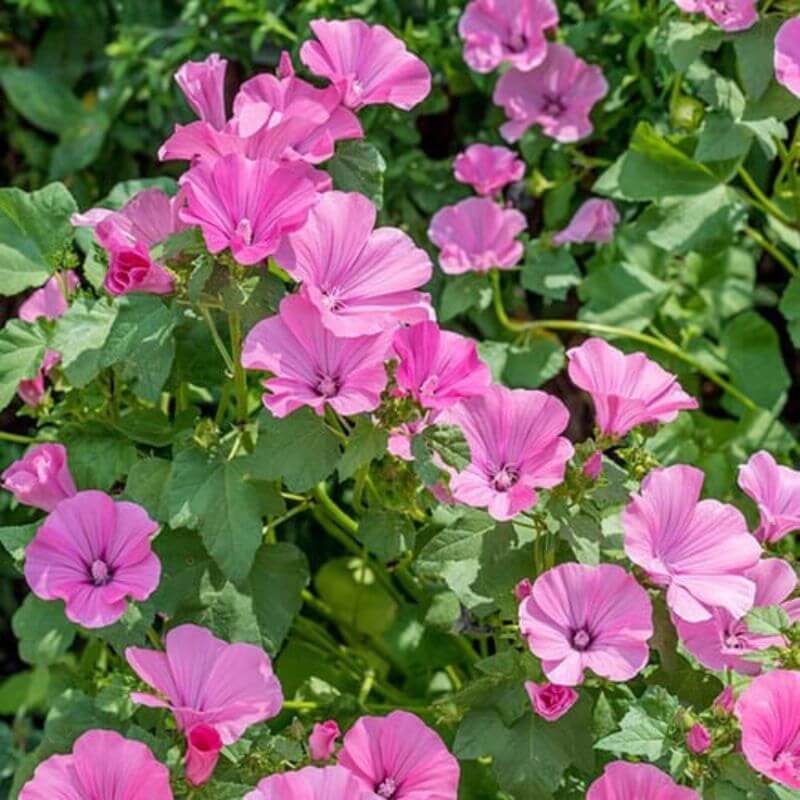 Lavatera 'Rosea' | 2 Ltr