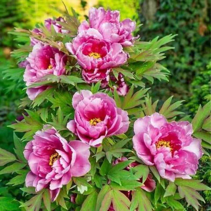 Pink flowers with green leaves in a natural setting