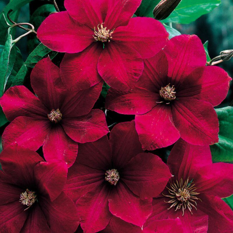 Clematis 'Rouge Cardinal' | 2 Ltr