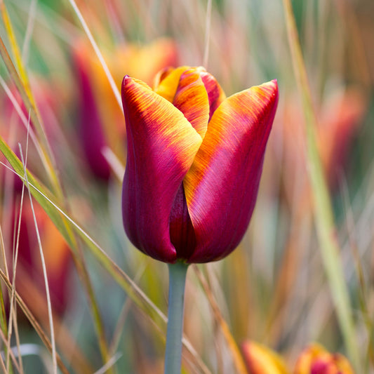 Tulip Abu Hassan